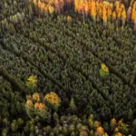 Bark beetle typographer infestations recorded three times less this year
