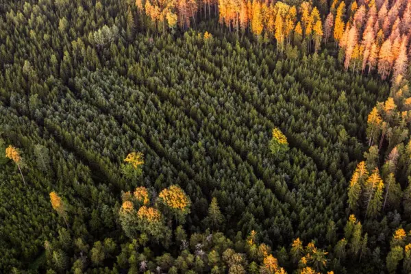 Bark beetle typographer infestations recorded three times less this year