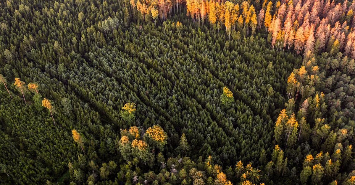 Bark beetle typographer infestations recorded three times less this year