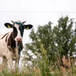The President signed the so-called milk law