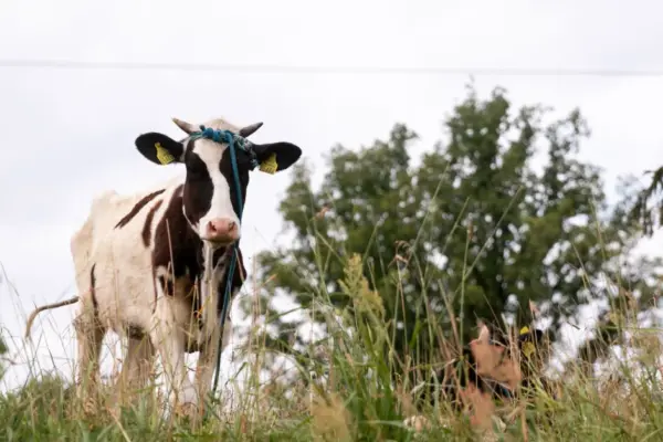 The President signed the so-called milk law