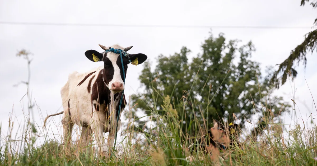 The President signed the so-called milk law