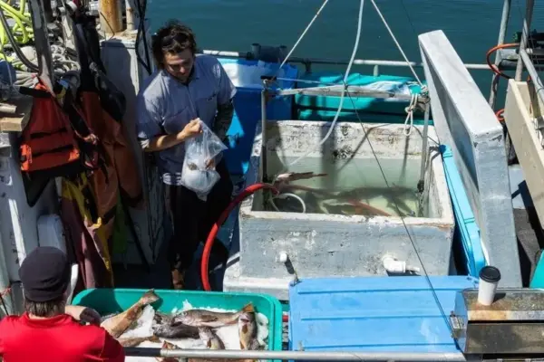 El Ninjo is already doing its thing: fishing stopped in some places, record catches in others