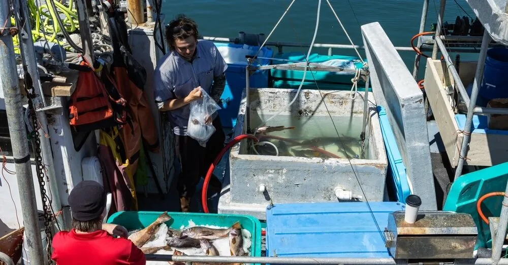 El Ninjo is already doing its thing: fishing stopped in some places, record catches in others