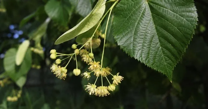 VMU nuotr./Mažalapė liepa (Tilia cordata Mill.)