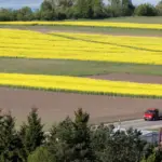 The crops were devastated by natural disasters: farmers are counting million-dollar losses