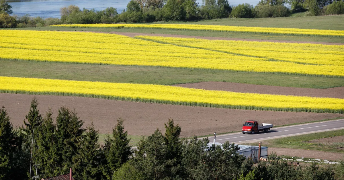 The crops were devastated by natural disasters: farmers are counting million-dollar losses