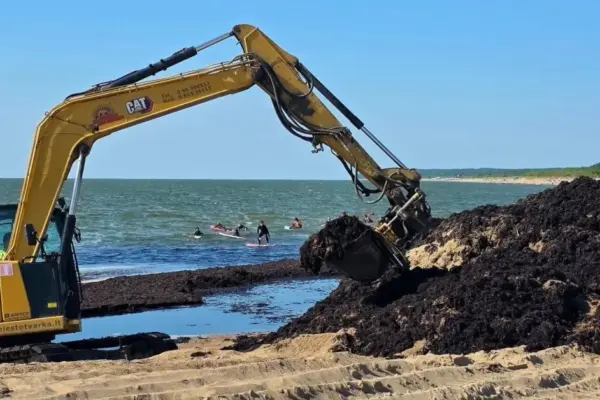 Palanga is already cleaned up, but in one section of Klaipėda – there are still mountains of algae