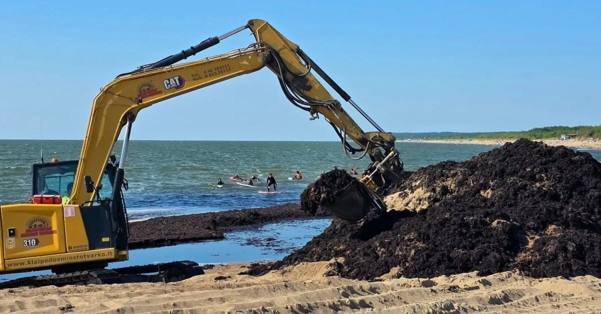 Palanga is already cleaned up, but in one section of Klaipėda – there are still mountains of algae