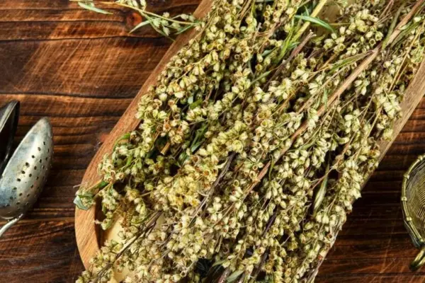 Wormwood – an indispensable helper at home: against moths, mosquitoes, and bad odor