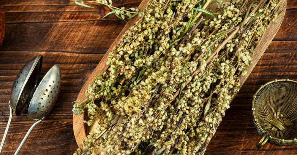 Wormwood – an indispensable helper at home: against moths, mosquitoes, and bad odor