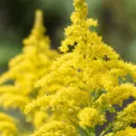 Blooming ragworts are not an ornament, but a threat to nature: environmentalists urge their eradication