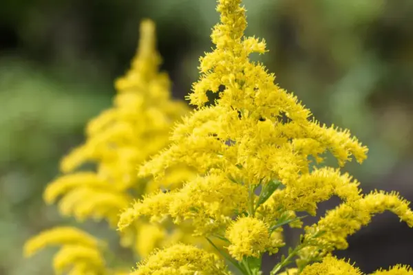 Blooming ragworts are not an ornament, but a threat to nature: environmentalists urge their eradication