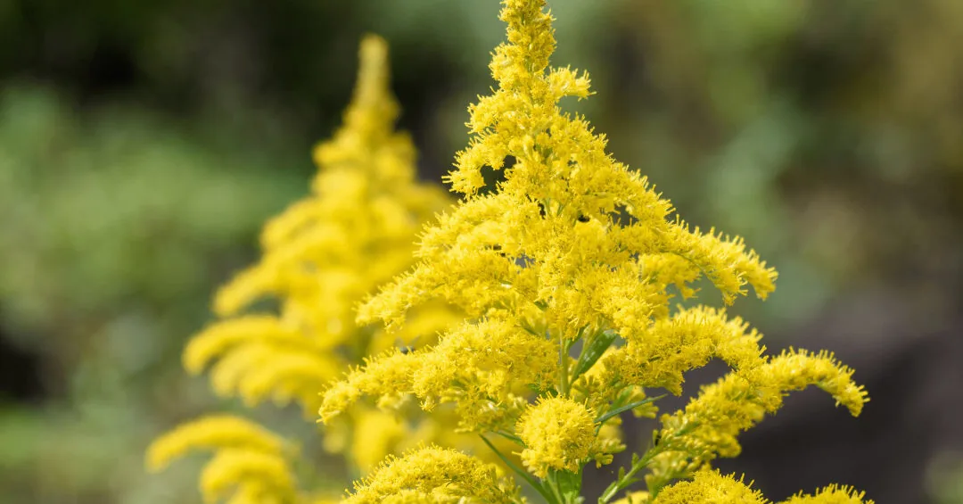 Blooming ragworts are not an ornament, but a threat to nature: environmentalists urge their eradication