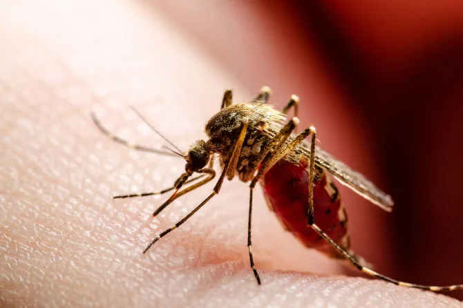 Shutterstock photo / Mosquito