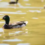 Why is eutrophication becoming a problem for water bodies?