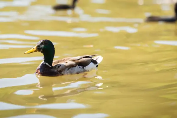 Why is eutrophication becoming a problem for water bodies?