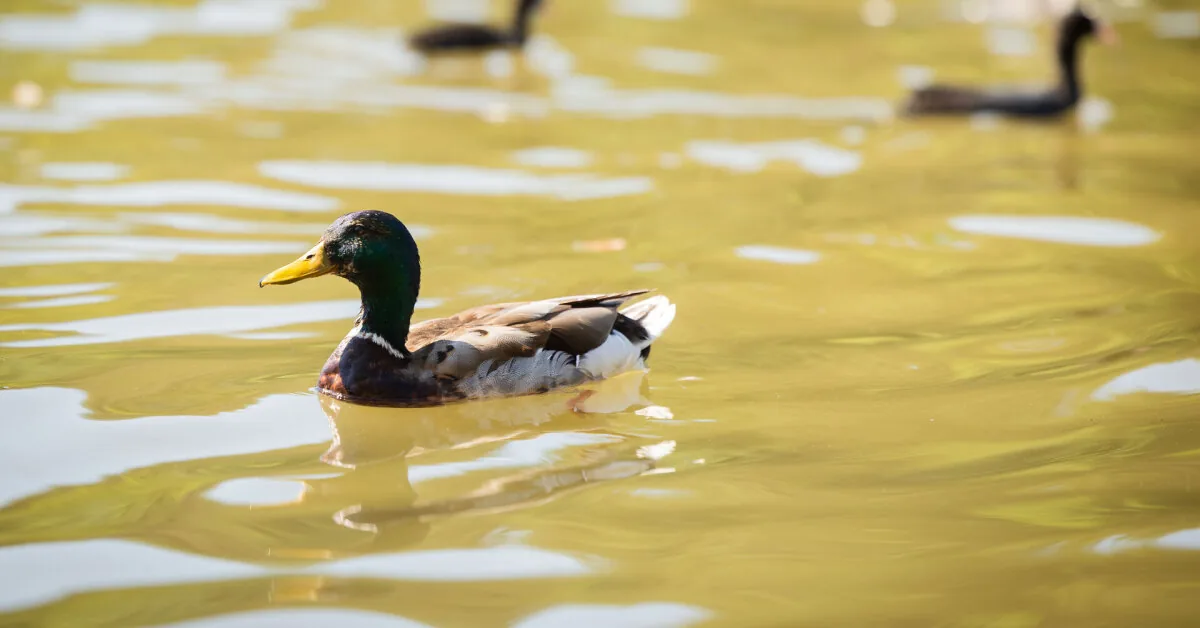 Why is eutrophication becoming a problem for water bodies?