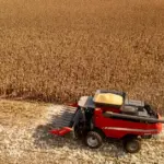 How the granaries will fill this year: this year's harvest is forecasted to be no worse than last year's