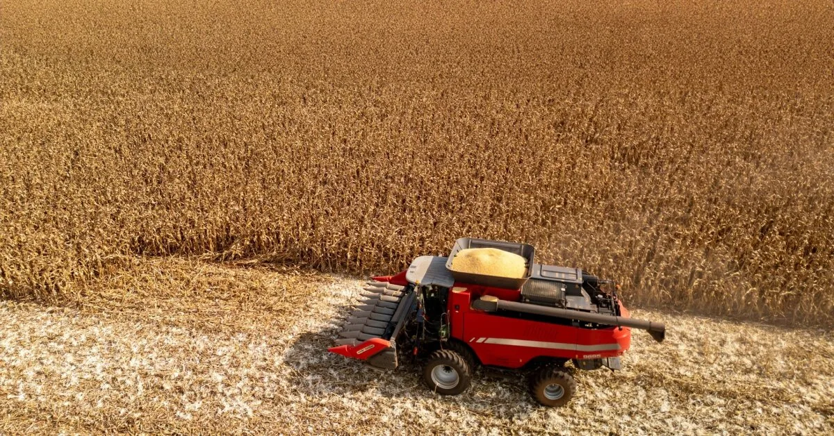 How the granaries will fill this year: this year's harvest is forecasted to be no worse than last year's