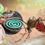How to best protect yourself from mosquitoes? Scientists have identified the most effective measures
