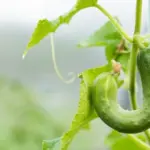 Cucumbers grow crooked and irregular: what are the care mistakes?