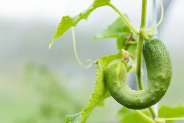 Cucumbers grow crooked and irregular: what are the care mistakes?