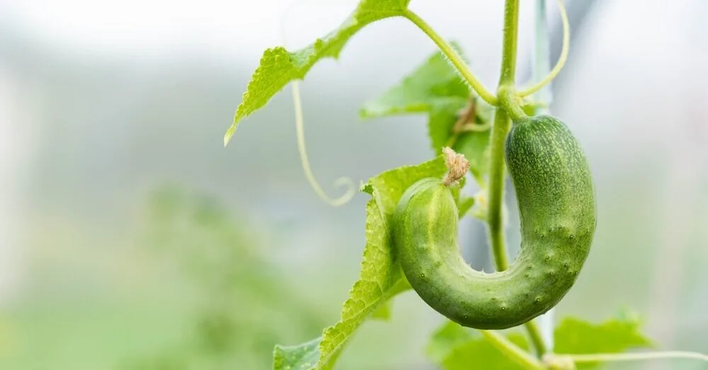 Cucumbers grow crooked and irregular: what are the care mistakes?