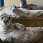 After four months of struggle – an exciting moment: 8 rescued seal pups return to the Baltic Sea