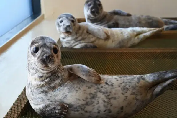 After four months of struggle – an exciting moment: 8 rescued seal pups return to the Baltic Sea