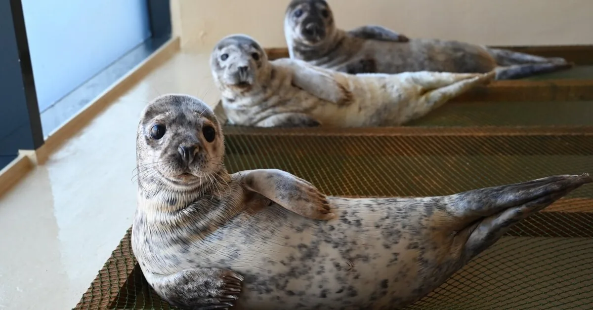 After four months of struggle – an exciting moment: 8 rescued seal pups return to the Baltic Sea
