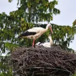 From security to wildlife: an unexpected way of using cameras has taken over the internet