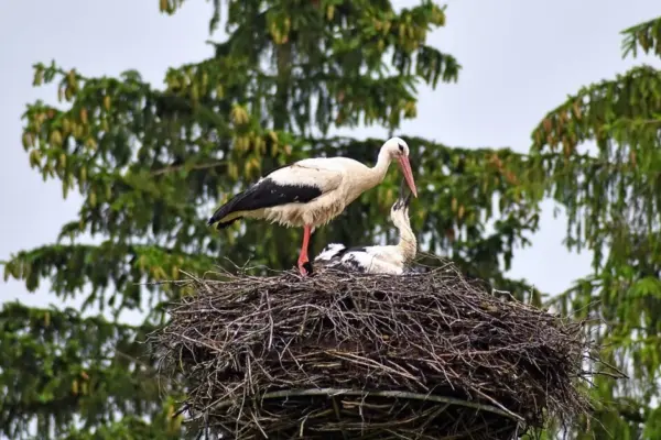From security to wildlife: an unexpected way of using cameras has taken over the internet