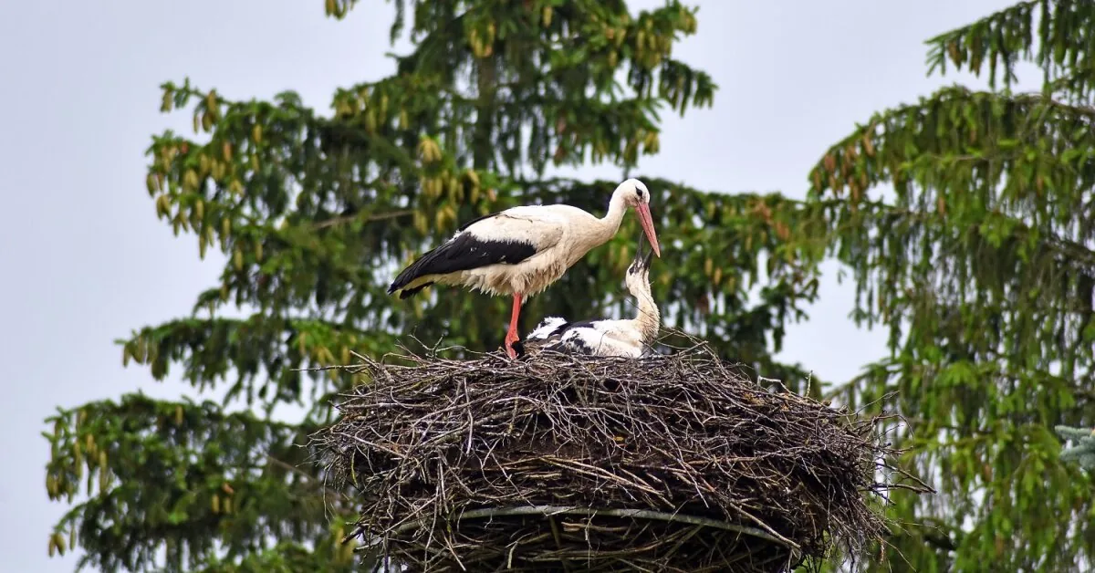 From security to wildlife: an unexpected way of using cameras has taken over the internet