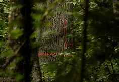 Pažymėtas lizdo medis