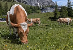 Austria