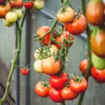 Liubertaitė named a common mistake made by many gardeners: tomatoes pruned this way suffer and yield less