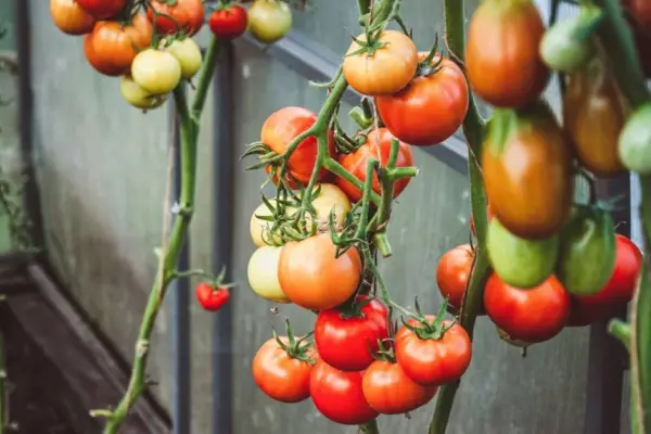 Liubertaitė named a common mistake made by many gardeners: tomatoes pruned this way suffer and yield less