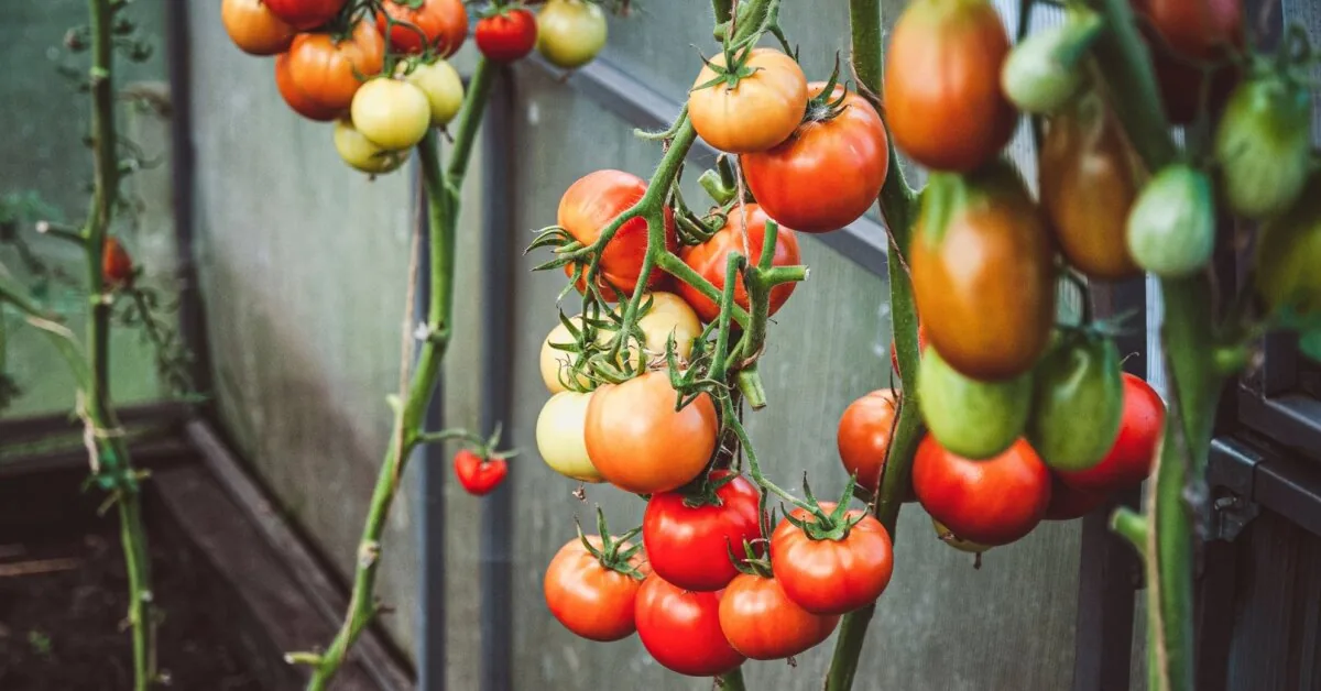 Liubertaitė named a common mistake made by many gardeners: tomatoes pruned this way suffer and yield less