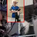 A heartbreaking twist in the story of kittens left in a basket in the heat