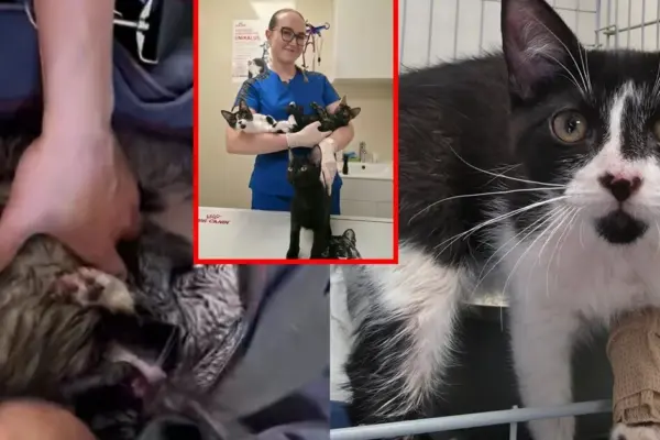 A heartbreaking twist in the story of kittens left in a basket in the heat