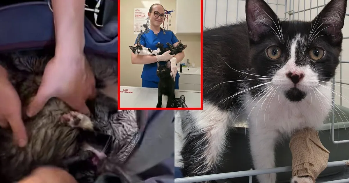 A heartbreaking twist in the story of kittens left in a basket in the heat