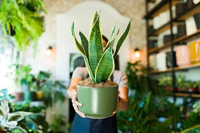 Shutterstock photo/Houseplants