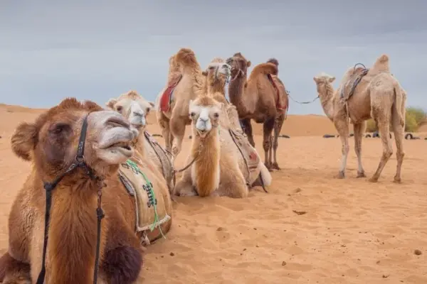 Even the most resilient can't withstand it: camels are collapsing from the devastating heat