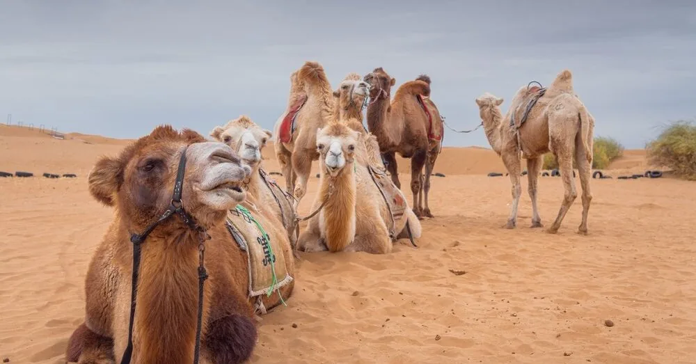 Even the most resilient can't withstand it: camels are collapsing from the devastating heat
