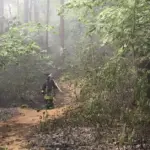 Forest fire statistics are alarming: most often, one mistake is enough