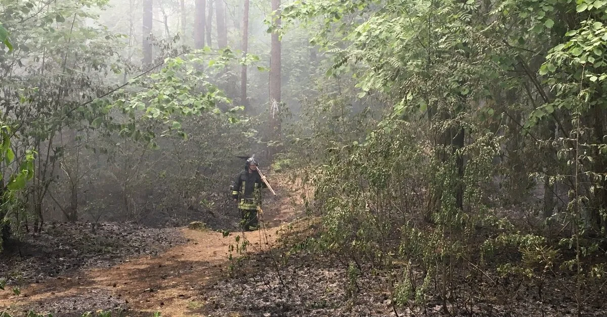 Forest fire statistics are alarming: most often, one mistake is enough