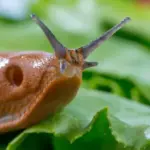Net 6 invasive slug species: here are the most effective eradication methods