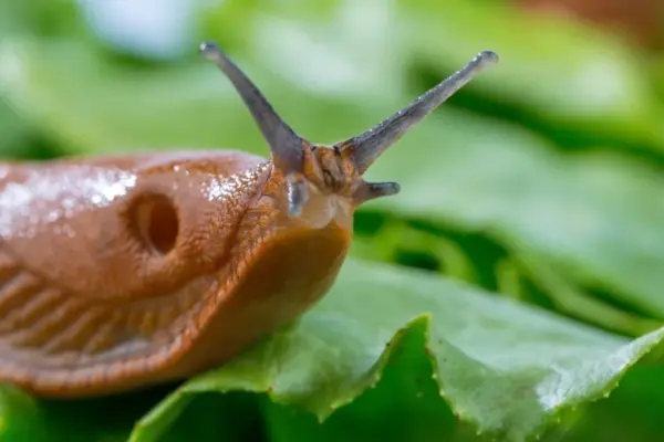 Net 6 invasive slug species: here are the most effective eradication methods