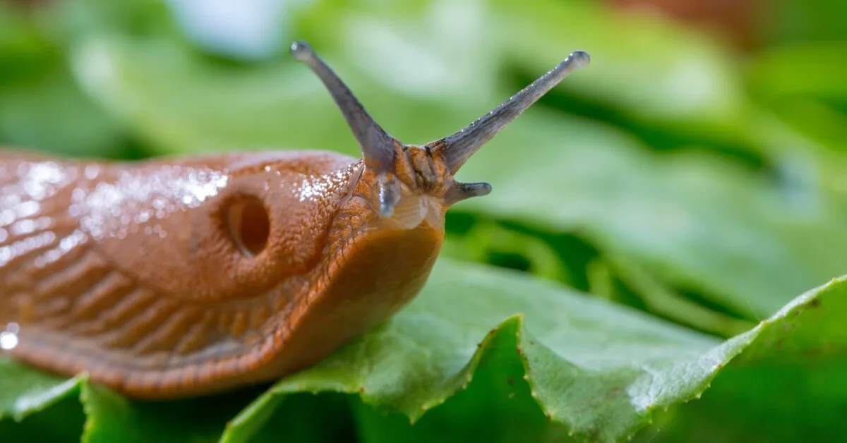 Net 6 invasive slug species: here are the most effective eradication methods